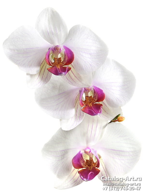 картинки для фотопечати на потолках, идеи, фото, образцы - Потолки с фотопечатью - Белые орхидеи 1